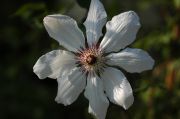 Clematis 'James Mason'